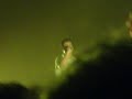 ILL Scarlett - at Avril Lavigne concert