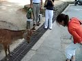 The bowing deer of Nara (Japan) The bowing deer of Nara (Japan)