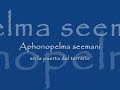 Haplopelma lividum y Aphonopelma seemani