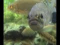 Aquarium Scene 2