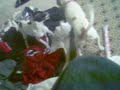 dog attack