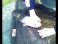 Me landing a Small Ghost carp