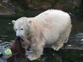 Knut bekommt Geschenke und hat Spass