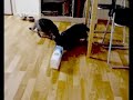 Funny Cats: Got Milk?