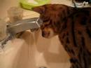 Cat\