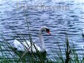 Swan taking a bite and drink in UltraSlo motion