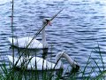 Swan taking a bite and drink in UltraSlo motion Swan taking a bite and drink in UltraSlo motion