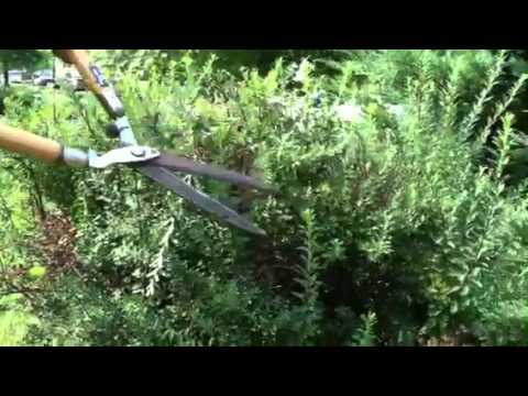 how to fertilize spirea