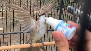 Download Perawatan Trucuk Agar Cepat Gacor Mp3 Streaming