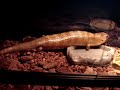 Blue Tongue Skinks Tanimbar Island eating