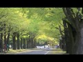 Click here to watch this video 北海道大学のイチョウ並木