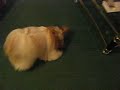 Shih Tzu-TuChu's Picture Perfect-JennySire:Ch. Tu Chu's Code RedDam: Ch. Tu Chu's Perfect Alibi ROM