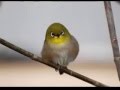 Kicauan burung pleci Mp3 suara pleci untuk masteran pleci full isian gacor