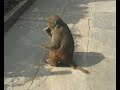 monkeys at the 