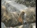 Funny Monkeys at the Monkey Temple, Katmandou
