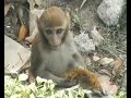 monkeys at the 