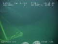 Whale on a subsea instalation Whale on a subsea instalation