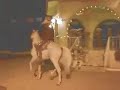 Caballos Bailadores en Cabo San Lucas, Mexico