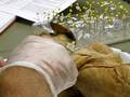 videos de Cat Dissection