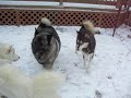 our-swedish-white-elkhound-blackereds-king-gandalf.html