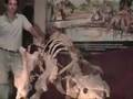 Museo Paleontol�gico San Pedro [1]