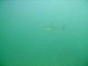 Reef Shark