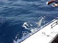 get it a Hammershark !! we hebben hem een Haai