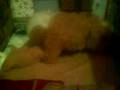 bebes de bichon maltes