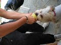 Video Divertente - Cane Carburatore