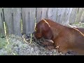 To brighten your Friday may I present... digging wiener. http://www.youtube.com/watch?v=LtPOBAFQDIY