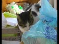 Talking cat gatto parlante Talking cat gatto parlante