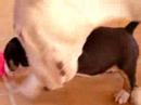 cachorros canserabb del cornijalxconreniam king of thieves cachorros canserabb del cornijalxconreniam king of thieves