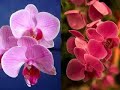Purple Orchids Galore Purple Orchids Galore