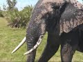Short encounter with Amboseli elephant in musth