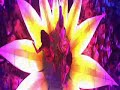 Sensation White Belgium 2008 - Official Trailer