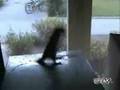 The Techno Parrot