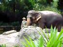 Singapore cute