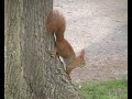 Funny squirrel (Veverka)