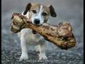 funny animal pictures!