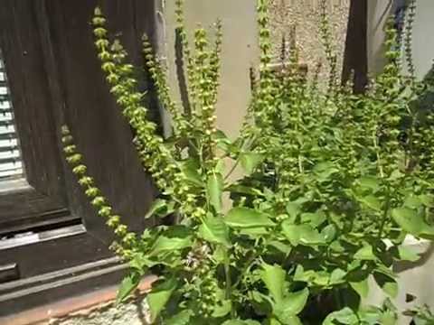 how to fertilize tulsi