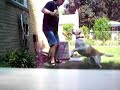 yellow-labrador-barking-at-fireworks.html