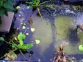 My Pond still in progress..Mein Teich noch am bearbeiten