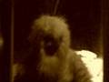 YETI