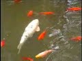 my  koi & goldfish pond