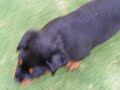 Our Rottweiler Puppy Makeda Our Rottweiler Puppy Makeda
