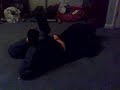 Wedgie Tourture Wedgie Tourture