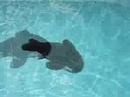 Will You Be There - The Free Willy/Michael Jackson Song