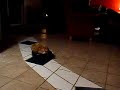 Roomba Kitty!!