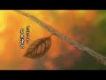 [Hantsuki opening] - Aoi Koufuku - (Italian)