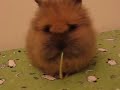 bunny eating parsley bunny eating parsley